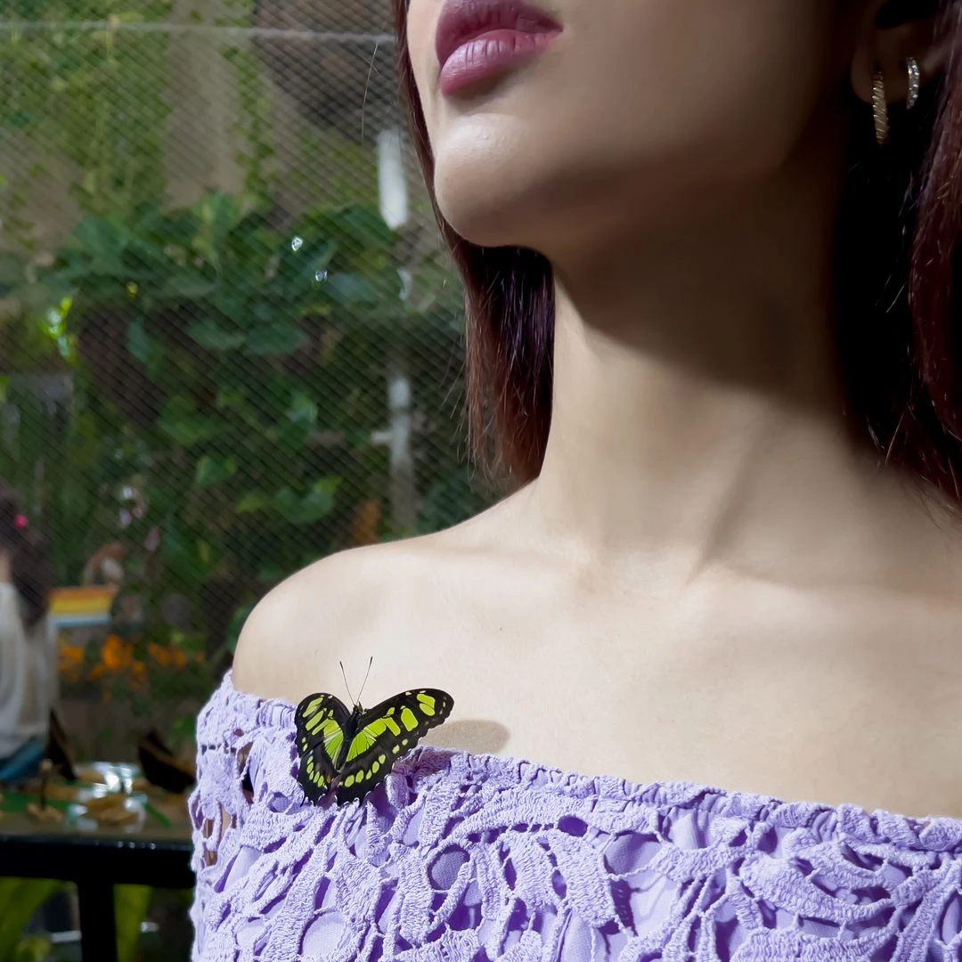 Dubai Butterfly Garden branded social media promotional post